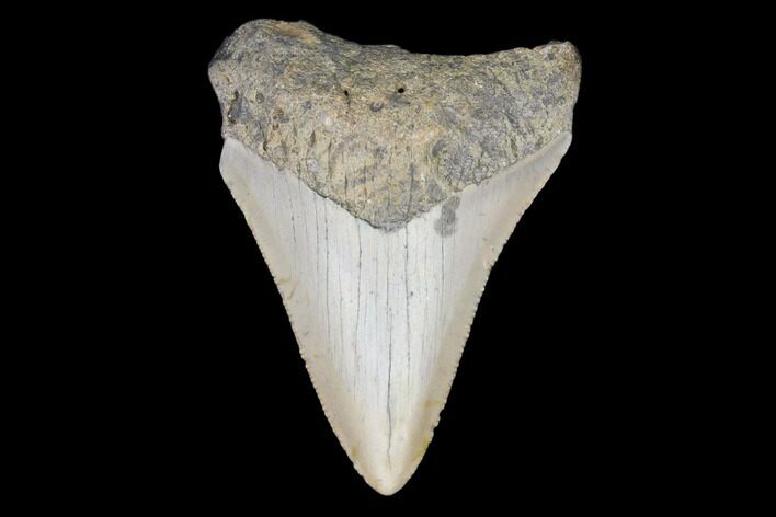 Juvenile Megalodon Tooth - North Carolina #147730